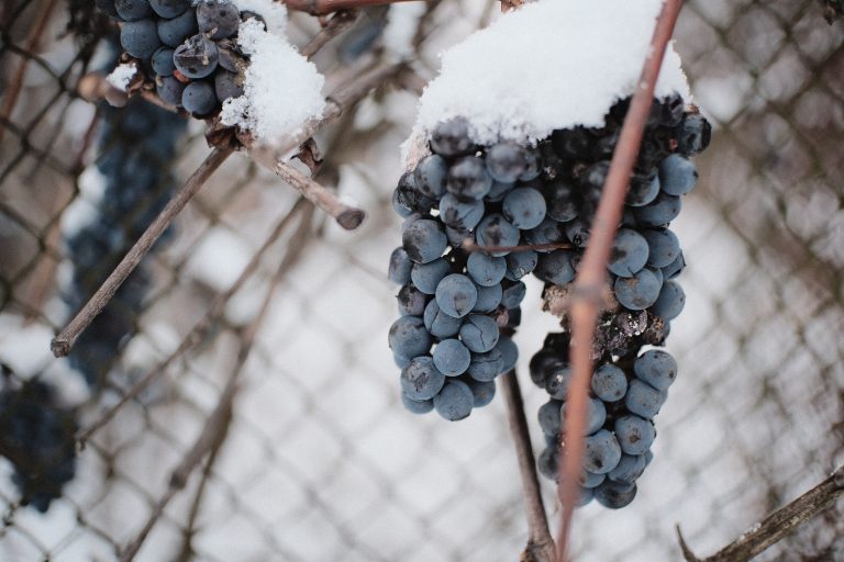 Wisconsin Wine Grapes That Thrive in Cold Climates